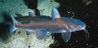 Image result for Ariopsis felis