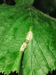 Attēlu rezultāti vaicājumam “Phyllonorycter nicellii”