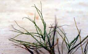 Attēlu rezultāti vaicājumam “Najas minor”