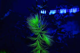 Attēlu rezultāti vaicājumam “Ceratophyllum submersum”