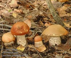 Attēlu rezultāti vaicājumam “Leccinum versipelle”