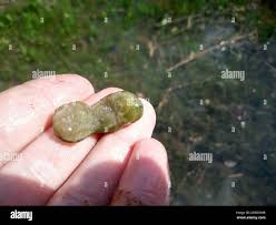 Attēlu rezultāti vaicājumam “Nostoc pruniforme macro”