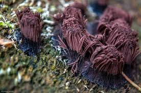 Attēlu rezultāti vaicājumam “Stemonitis axifera”