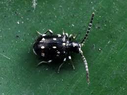 Attēlu rezultāti vaicājumam “Ptinus sp.”