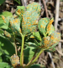 Attēlu rezultāti vaicājumam “Melampsora magnusiana”