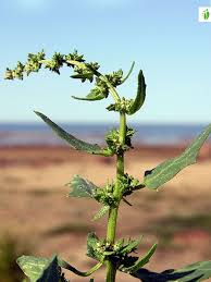 Attēlu rezultāti vaicājumam “Atriplex patula fruit”