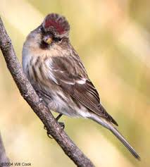 Attēlu rezultāti vaicājumam “Carduelis flammea male”