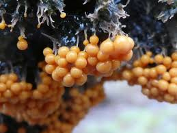 Attēlu rezultāti vaicājumam “Physaraceae”