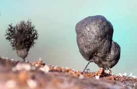 Attēlu rezultāti vaicājumam “Amaurochaete fusiformis”