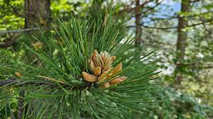Attēlu rezultāti vaicājumam “Pinus nigra”