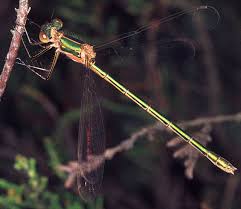 Attēlu rezultāti vaicājumam “Lestes sponsa”