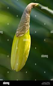 Attēlu rezultāti vaicājumam “Narcissus bud”