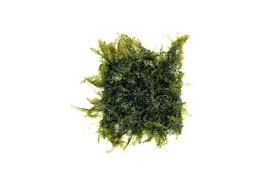 Attēlu rezultāti vaicājumam “Fissidens arnoldii macro”