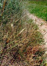 Attēlu rezultāti vaicājumam “Juncus balticus”