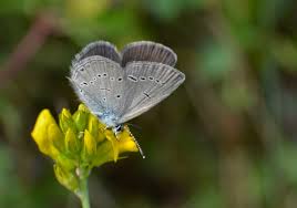 Attēlu rezultāti vaicājumam “Cupido minimus”