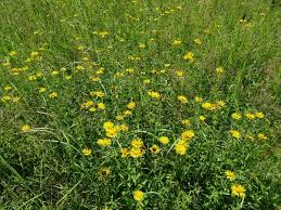 Attēlu rezultāti vaicājumam “Inula salicina bud”