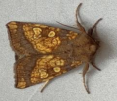 Attēlu rezultāti vaicājumam “Gortyna flavago”