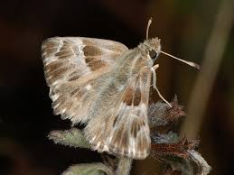 Attēlu rezultāti vaicājumam “Carcharodus floccifera underside”
