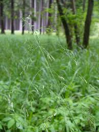 Attēlu rezultāti vaicājumam “Poa remota”