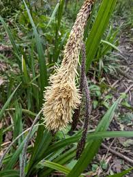 Attēlu rezultāti vaicājumam “Carex lasiocarpa male flower”
