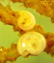 Attēlu rezultāti vaicājumam “Cirriphyllum piliferum sporophyte”