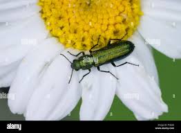 Attēlu rezultāti vaicājumam “Dasytidae”