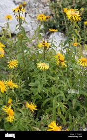 Attēlu rezultāti vaicājumam “Inula salicina bud”