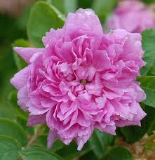 Attēlu rezultāti vaicājumam “Rosa majalis”