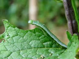 Attēlu rezultāti vaicājumam “Anthocharis cardamines underside”