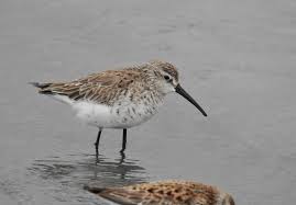 Attēlu rezultāti vaicājumam “Calidris ferruginea adult”