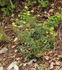 Attēlu rezultāti vaicājumam “Erysimum hieracifolium”