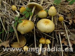 Attēlu rezultāti vaicājumam “Bolbitius vitellinus”