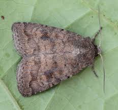 Attēlu rezultāti vaicājumam “Caradrina morpheus”