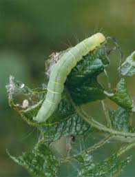 Attēlu rezultāti vaicājumam “Nycteola degenerana”