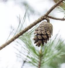 Attēlu rezultāti vaicājumam “Pinus sylvestris fruit”