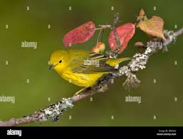 Image result for Dendroica petechia