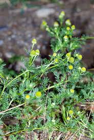 Attēlu rezultāti vaicājumam “Matricaria discoidea”