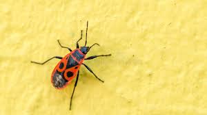 Attēlu rezultāti vaicājumam “Pyrrhocoris apterus”