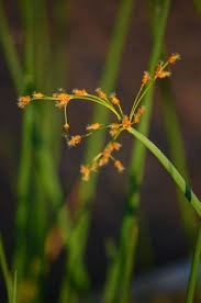 Attēlu rezultāti vaicājumam “Schoenoplectus lacustris subsp. glaucus flower”