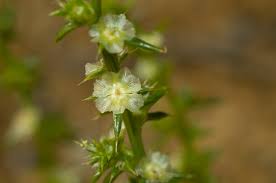 Attēlu rezultāti vaicājumam “Salsola kali”