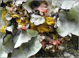 Attēlu rezultāti vaicājumam “Illosporiopsis christiansenii”