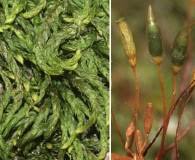 Attēlu rezultāti vaicājumam “Myurella julacea”