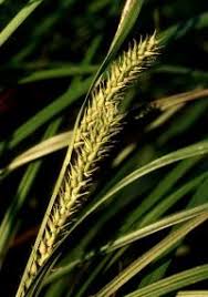 Attēlu rezultāti vaicājumam “Carex atherodes”