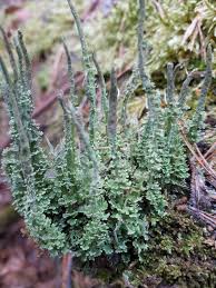 Attēlu rezultāti vaicājumam “Cladonia cornuta”