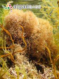 Attēlu rezultāti vaicājumam “Collaria rubens macro”