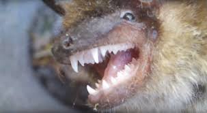 Attēlu rezultāti vaicājumam “Chiroptera”