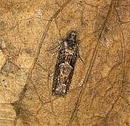 Attēlu rezultāti vaicājumam “Epinotia immundana”