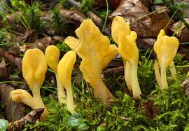 Attēlu rezultāti vaicājumam “Spathularia flavida”