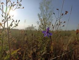 Attēlu rezultāti vaicājumam “Consolida regalis fruit”