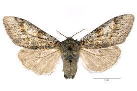 Attēlu rezultāti vaicājumam “Gynaephora selenitica larva”